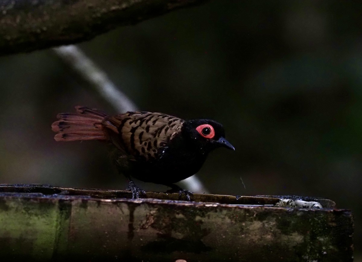 Black-spotted Bare-eye - Sherry Lane