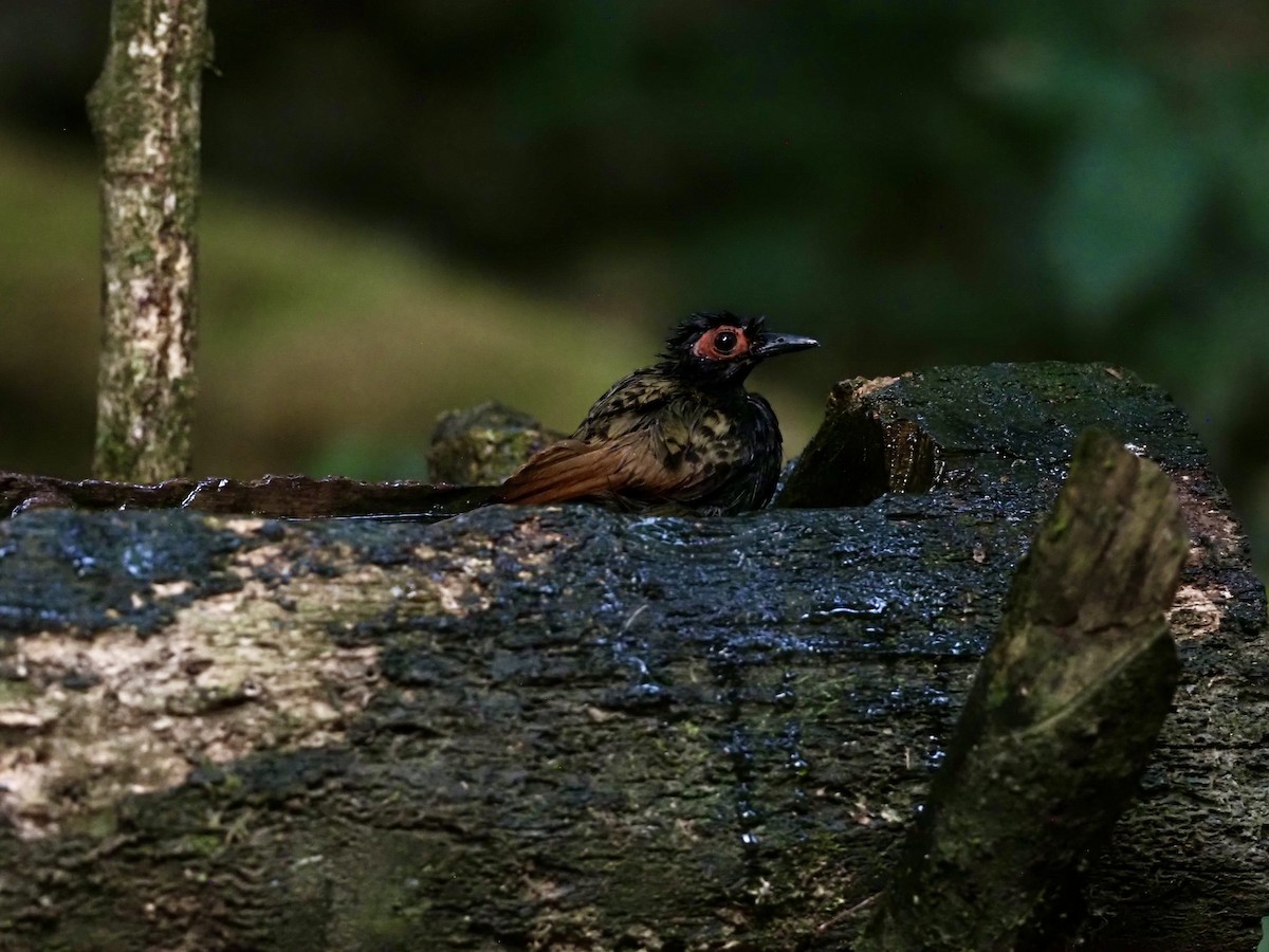 Black-spotted Bare-eye - ML623609427