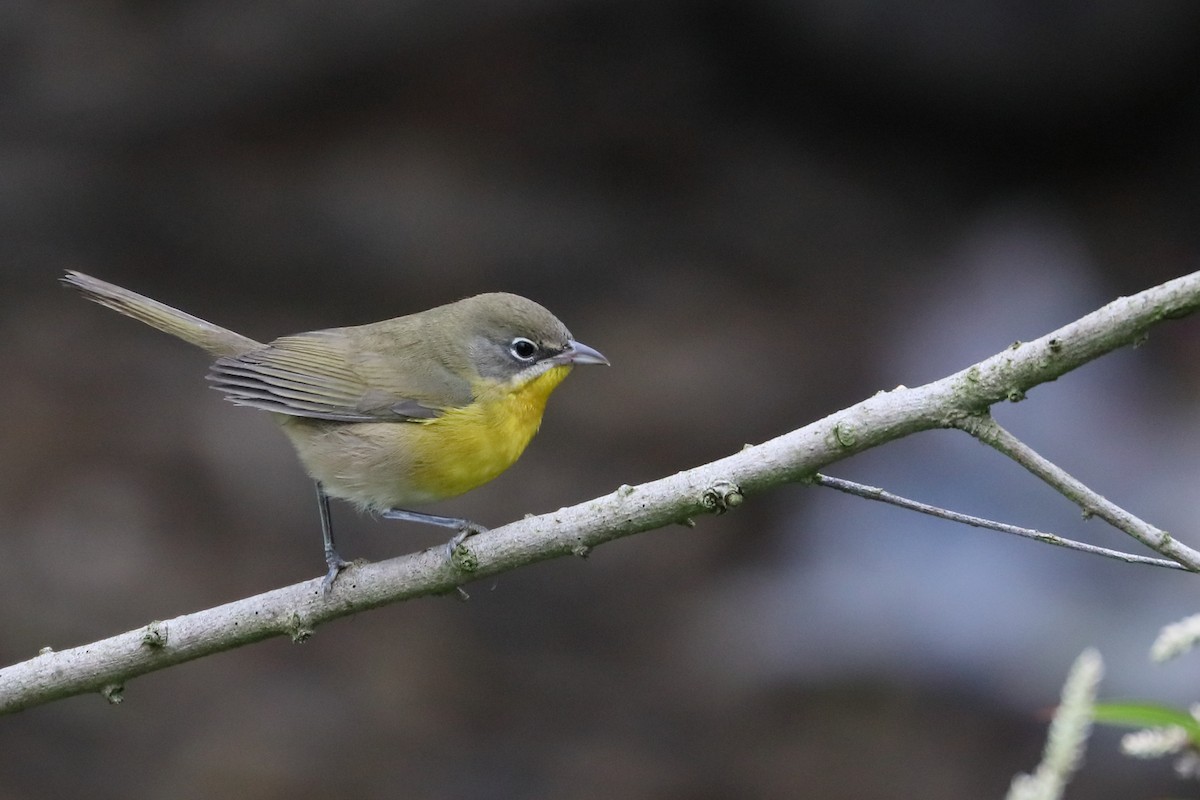 Yellow-breasted Chat - ML623609435