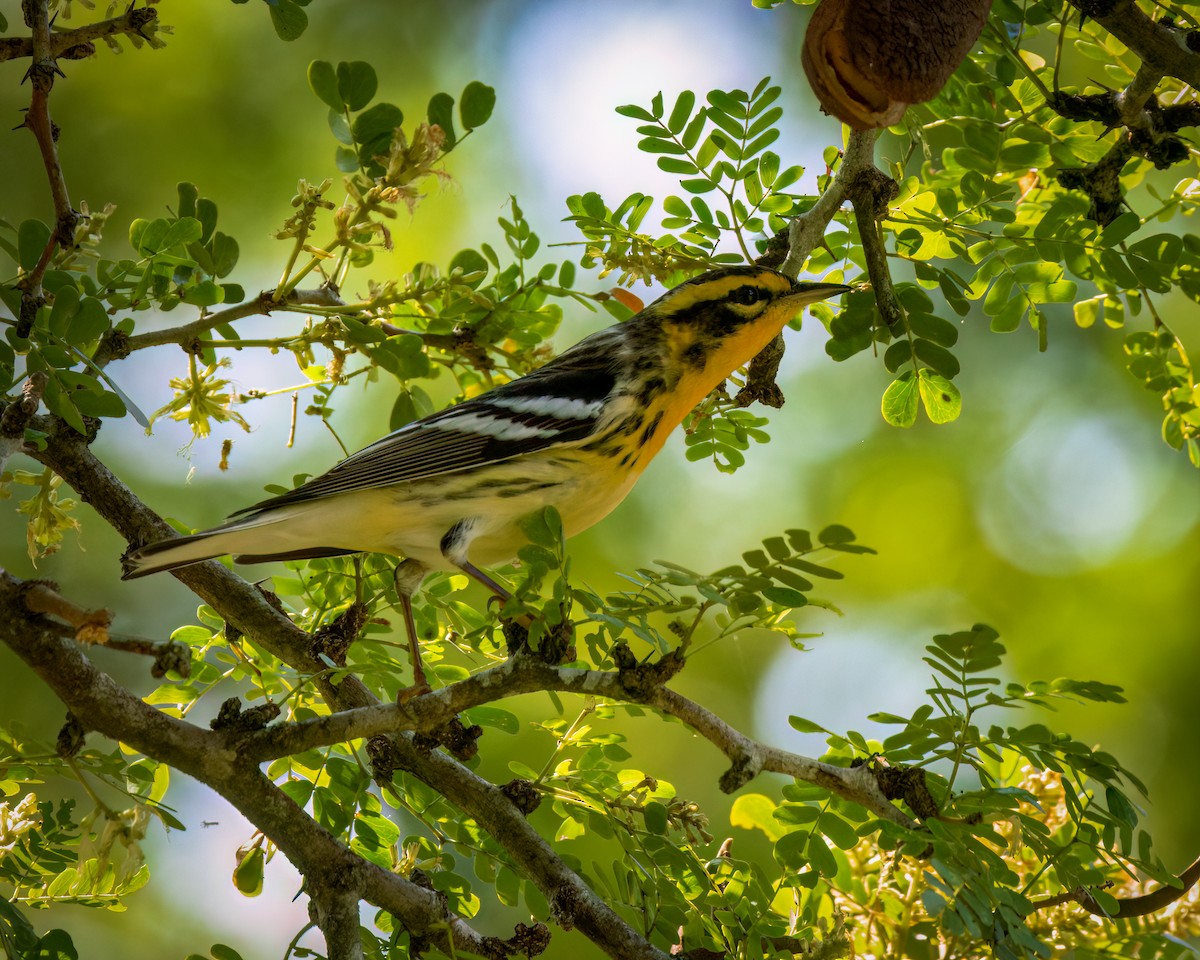 Blackburnian Warbler - ML623609441