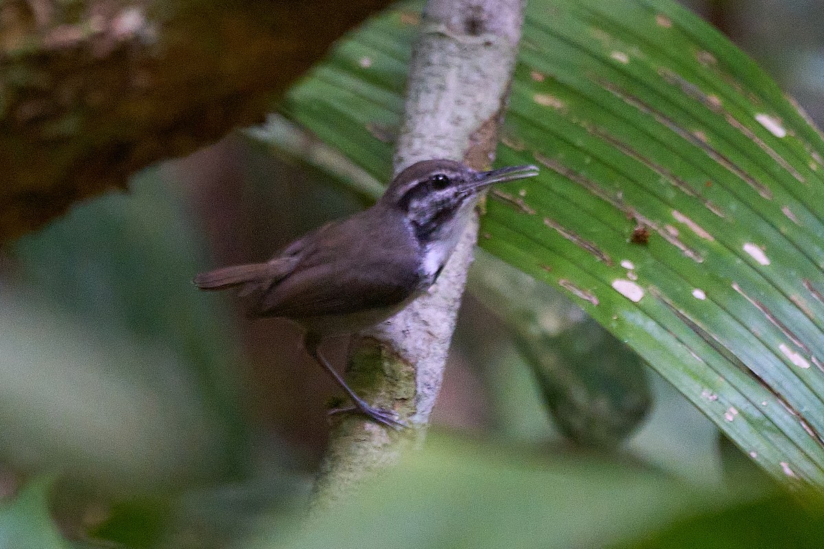 Collared Gnatwren - ML623609498