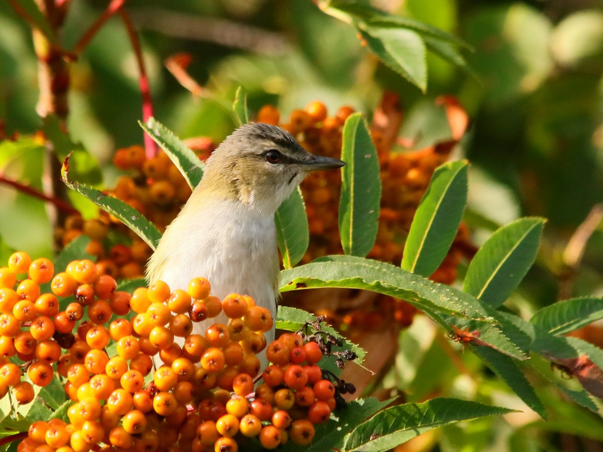 rødøyevireo - ML623609546