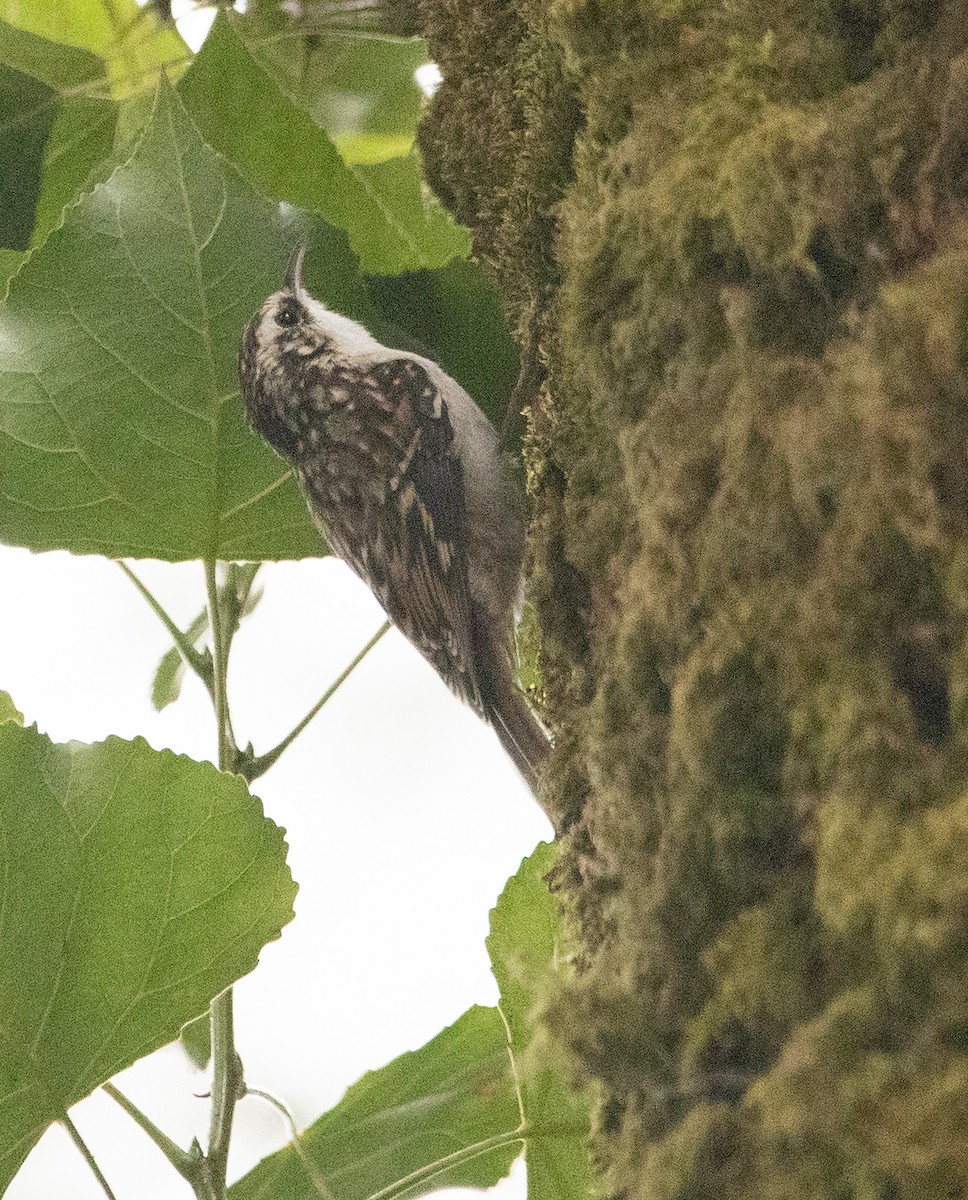 Brown Creeper - ML623609547