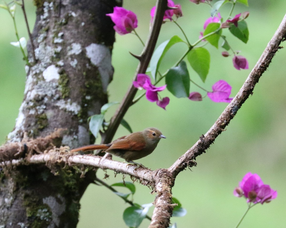 Red-faced Spinetail - ML623609553