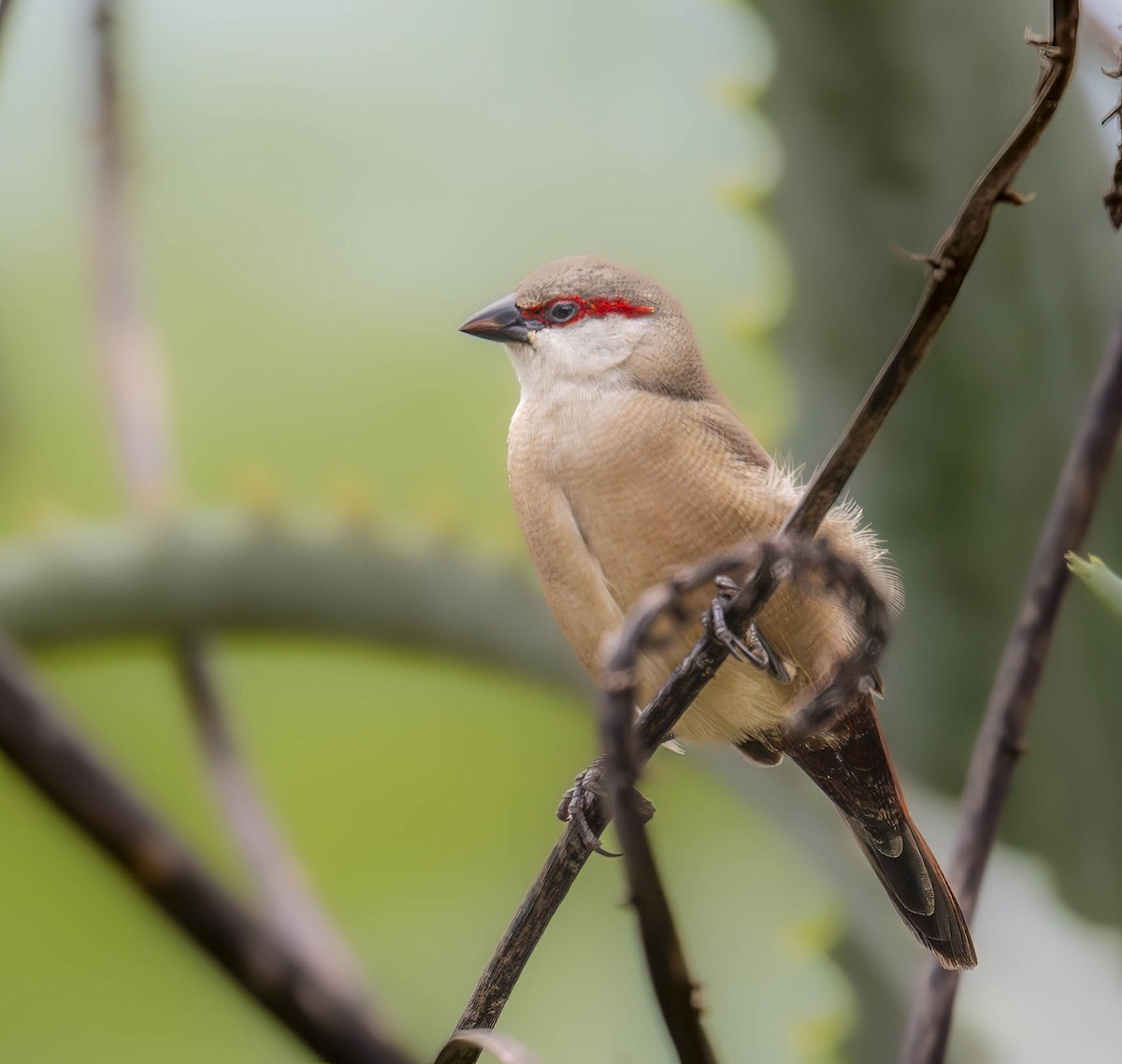 Crimson-rumped Waxbill - ML623609592