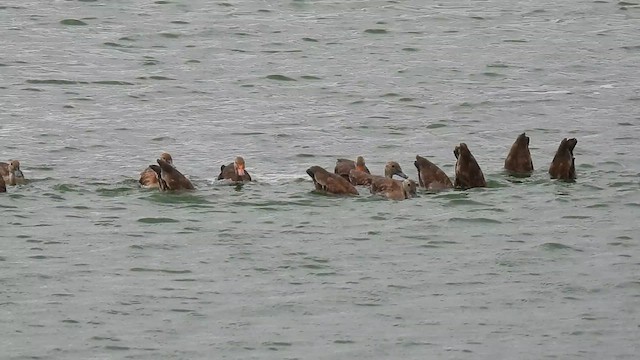 Black-bellied Whistling-Duck - ML623609593