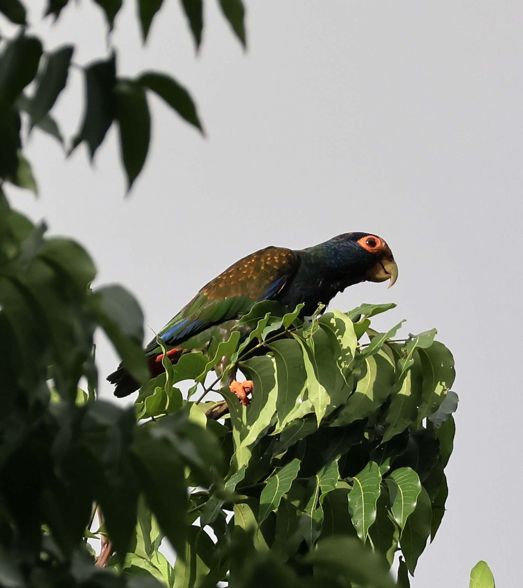 White-crowned Parrot - ML623609594