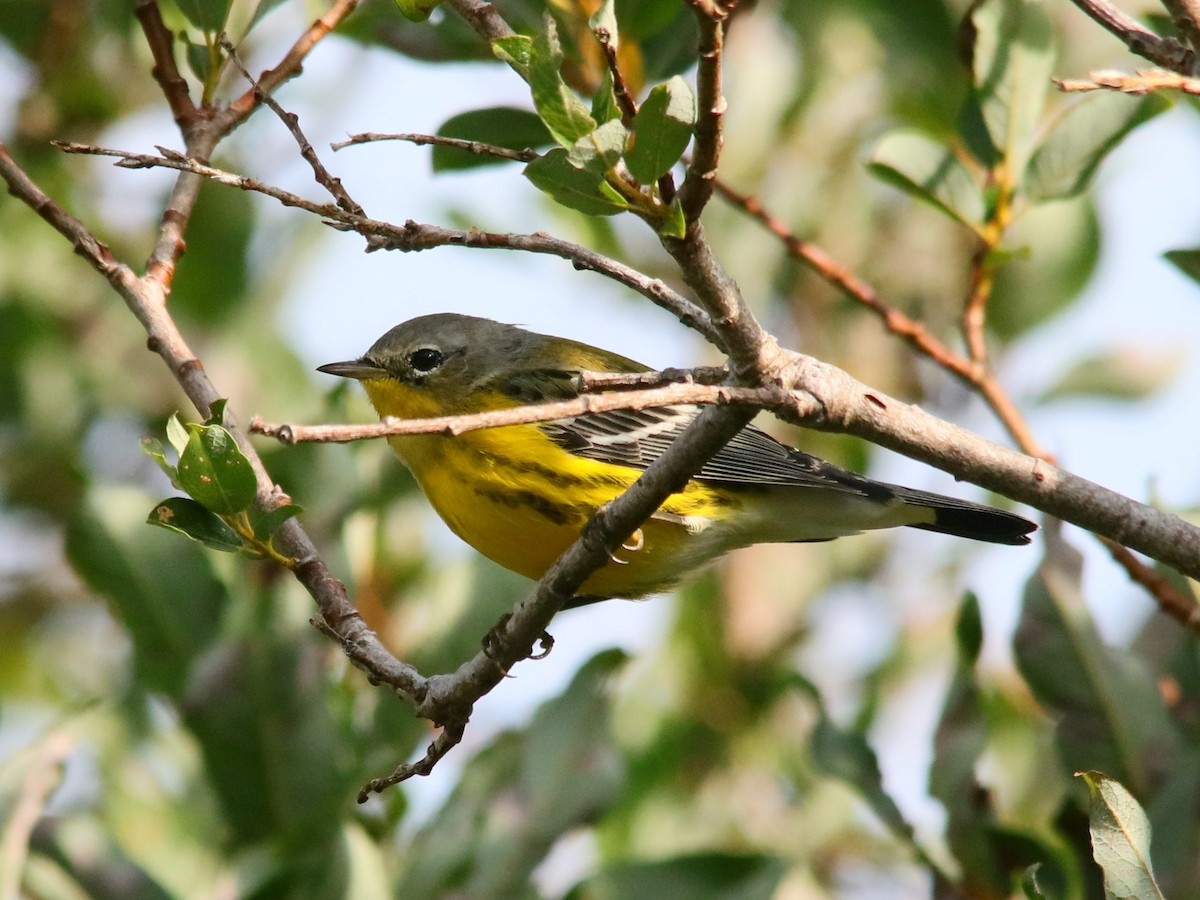 Magnolia Warbler - ML623609613