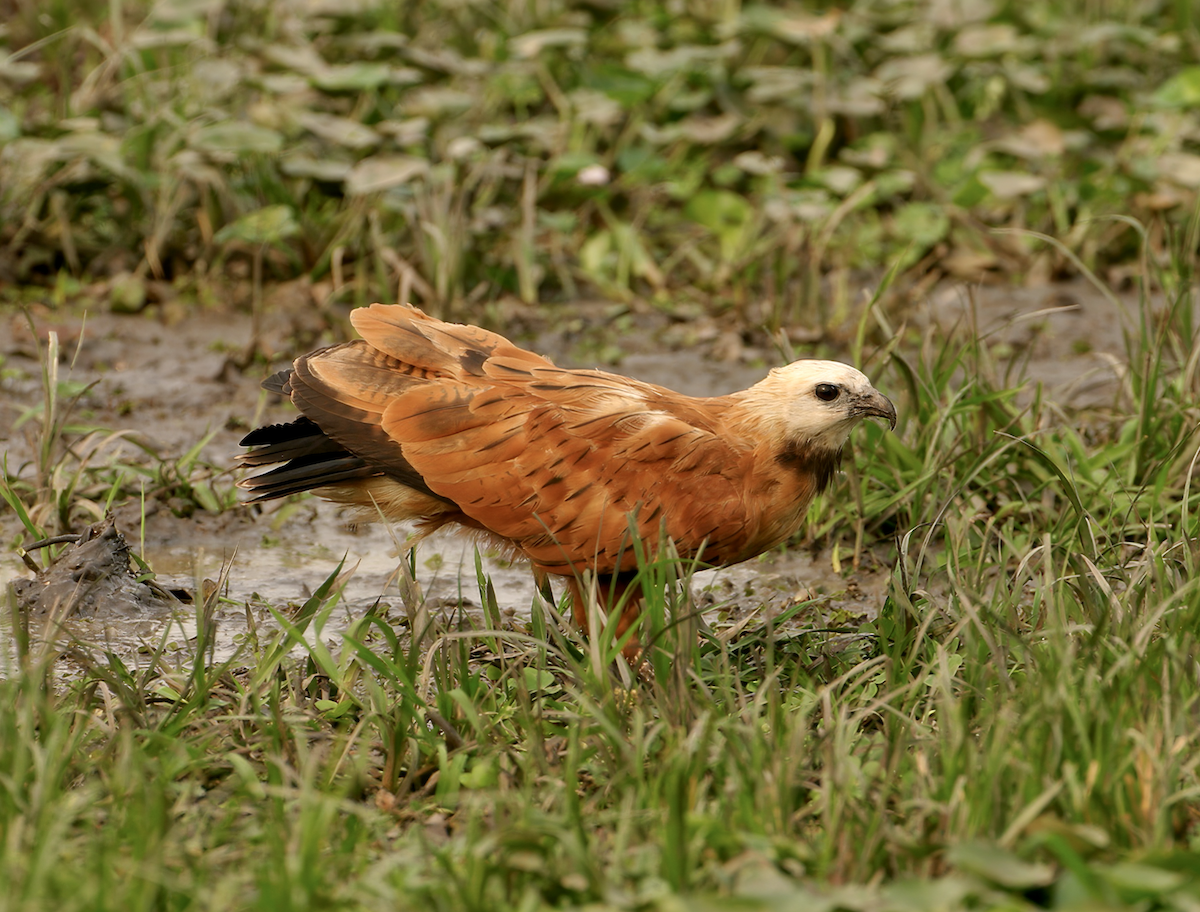 Black-collared Hawk - ML623609615
