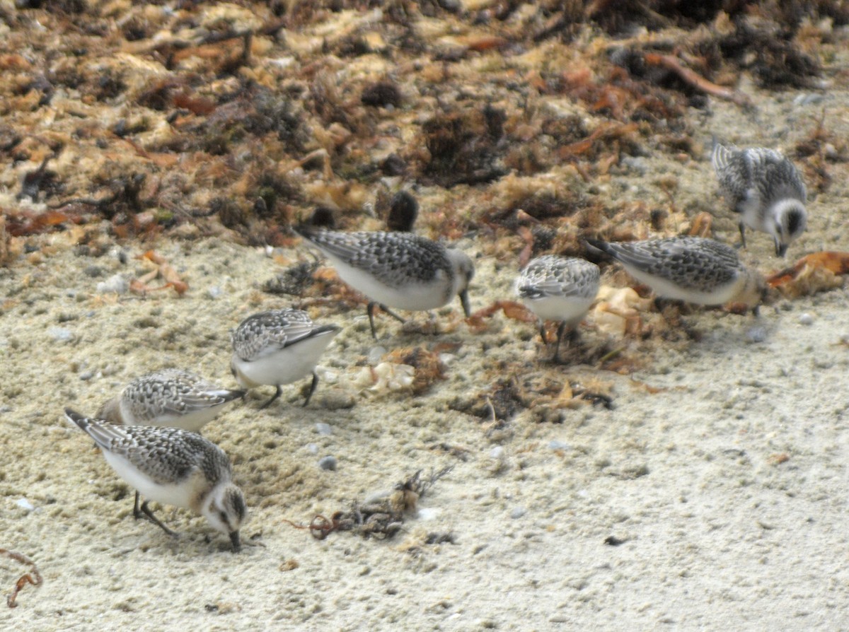 Sanderling - ML623609616