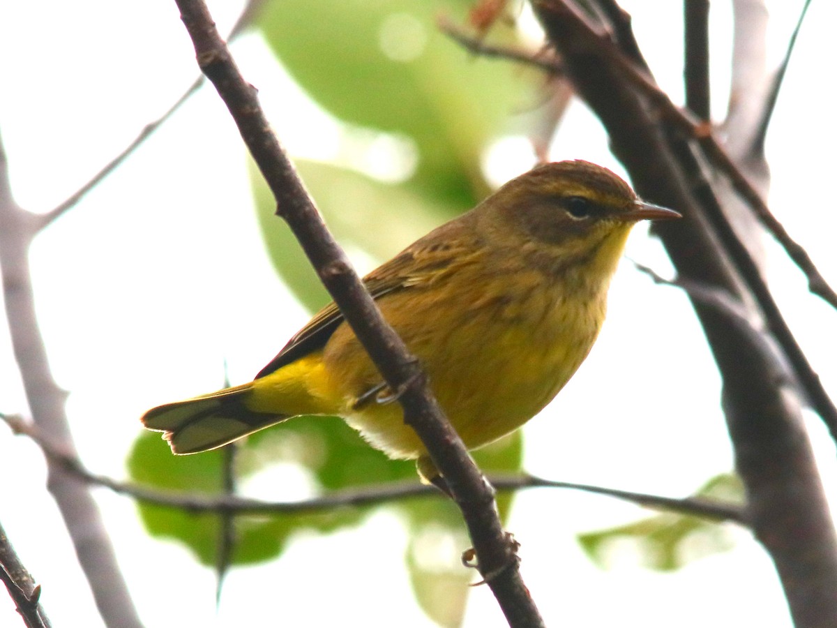 Palm Warbler - ML623609641