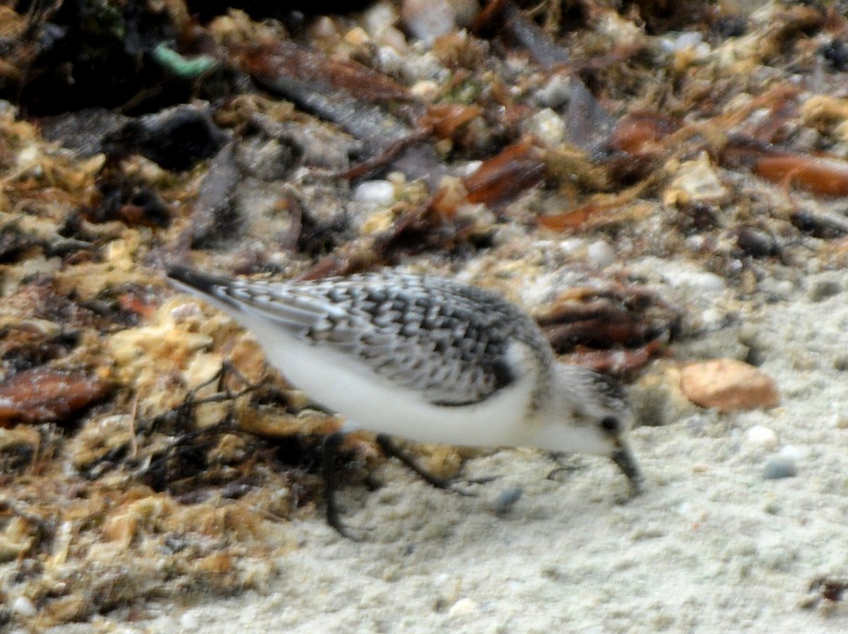 Sanderling - ML623609649