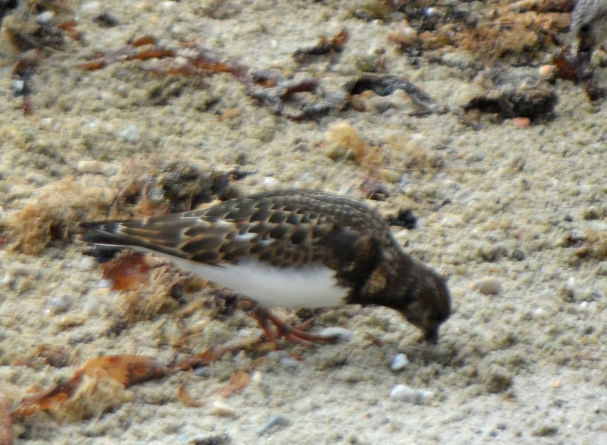 Ruddy Turnstone - ML623609691