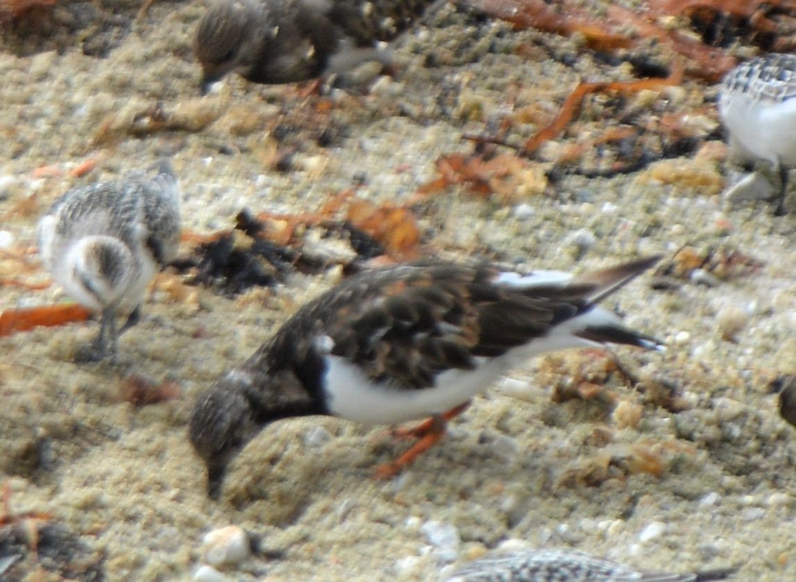 Ruddy Turnstone - ML623609700