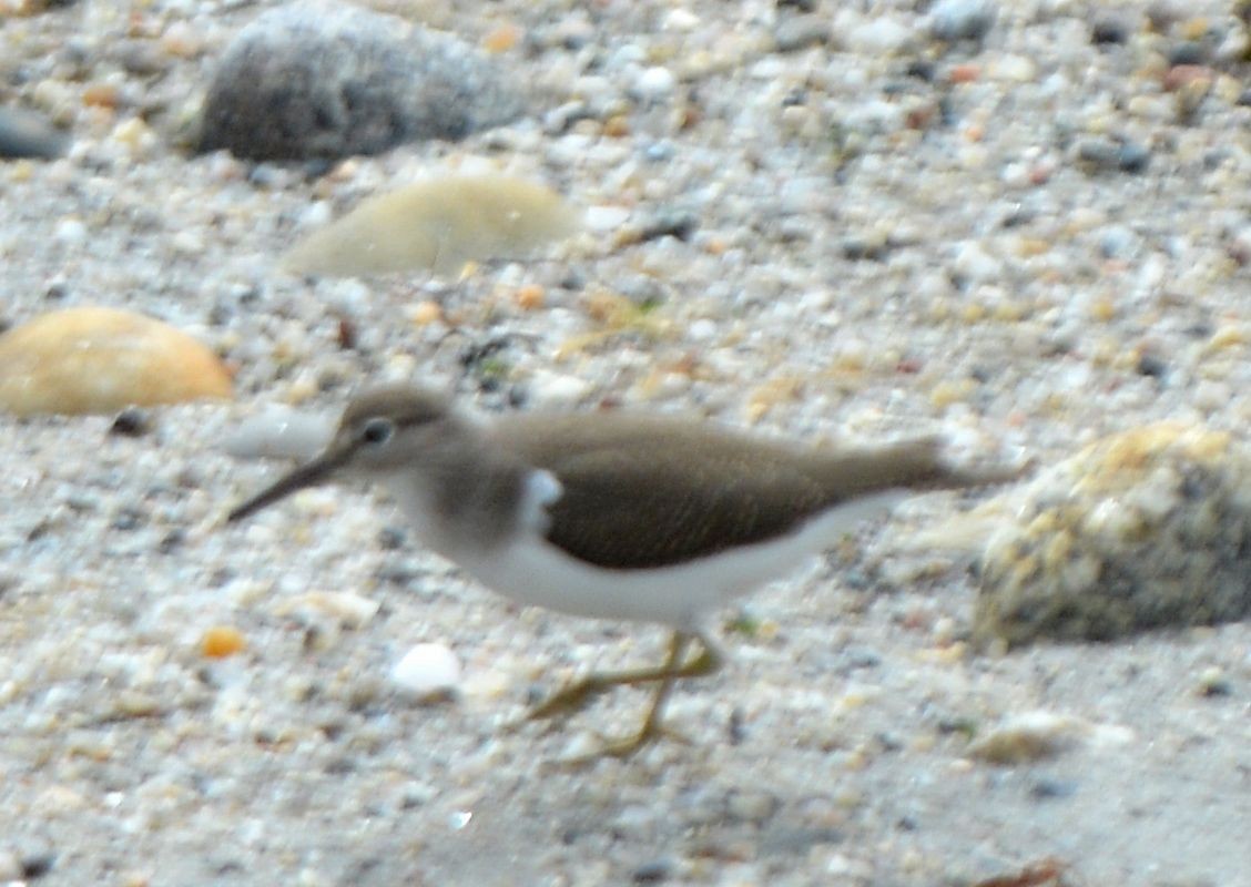 Common Sandpiper - ML623609707