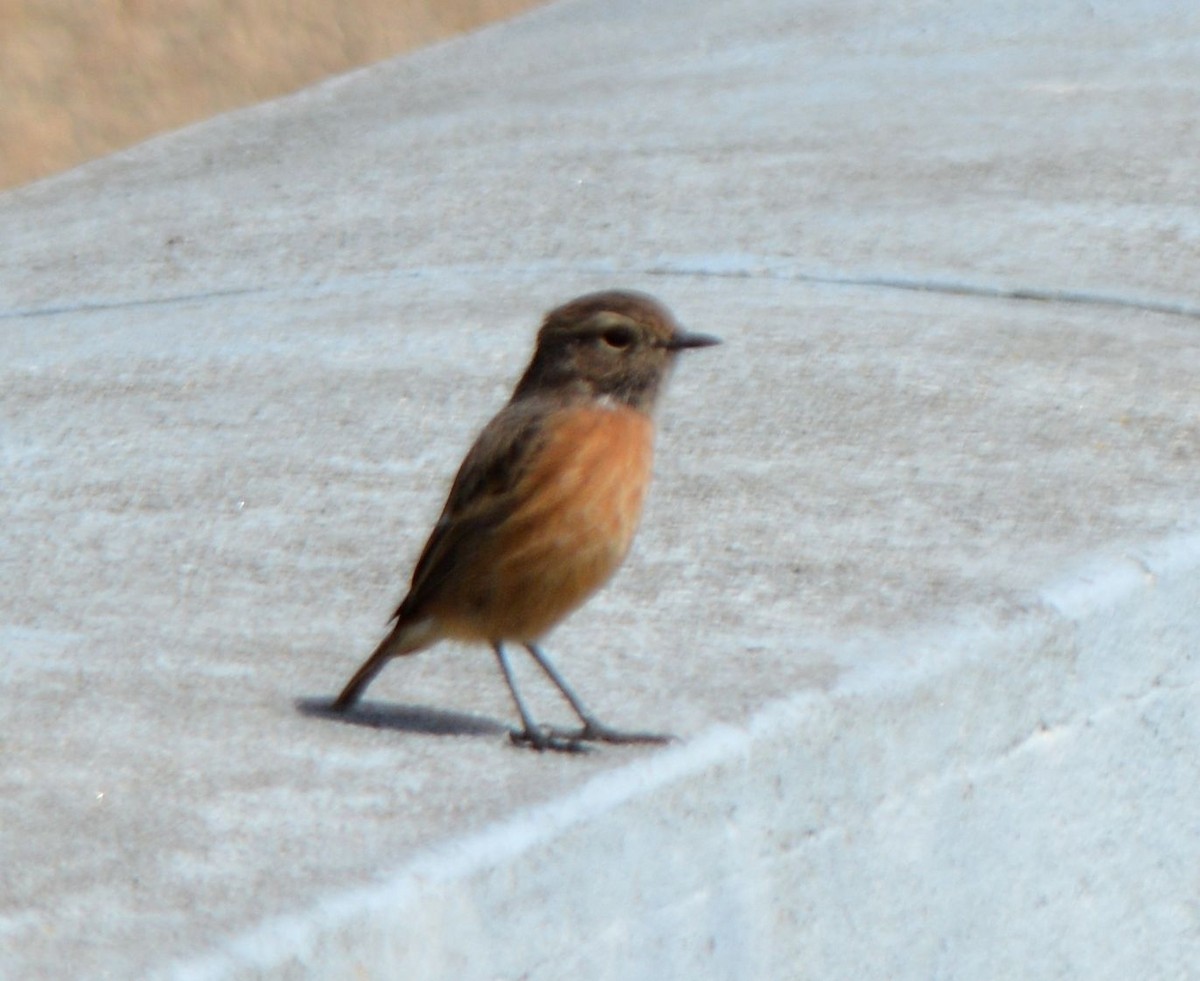 European Stonechat - ML623609718