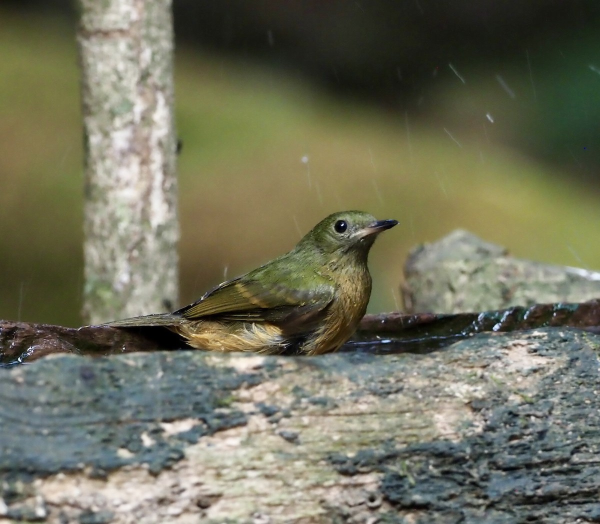 Ochre-bellied Flycatcher - ML623609725