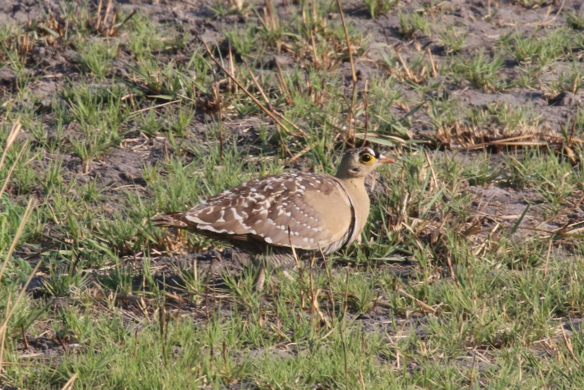 Double-banded Sandgrouse - Bryan Shirley