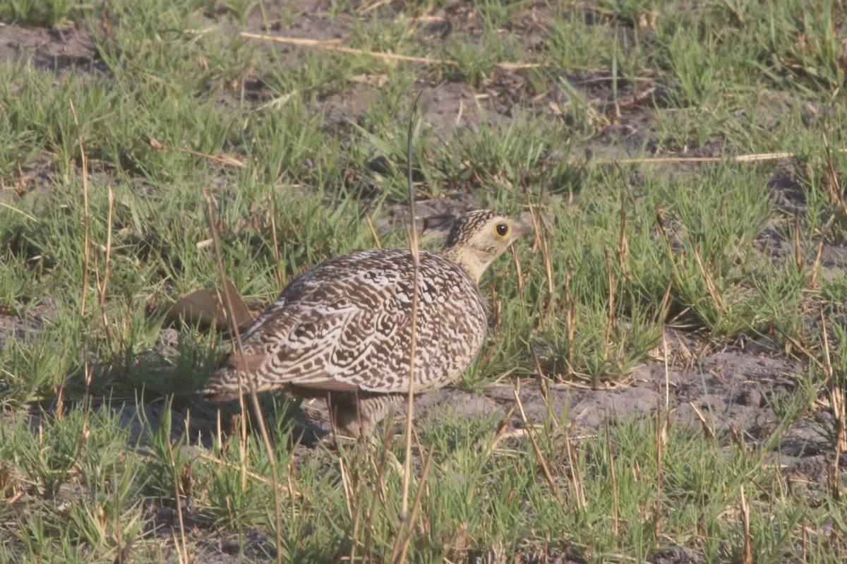 Double-banded Sandgrouse - Bryan Shirley