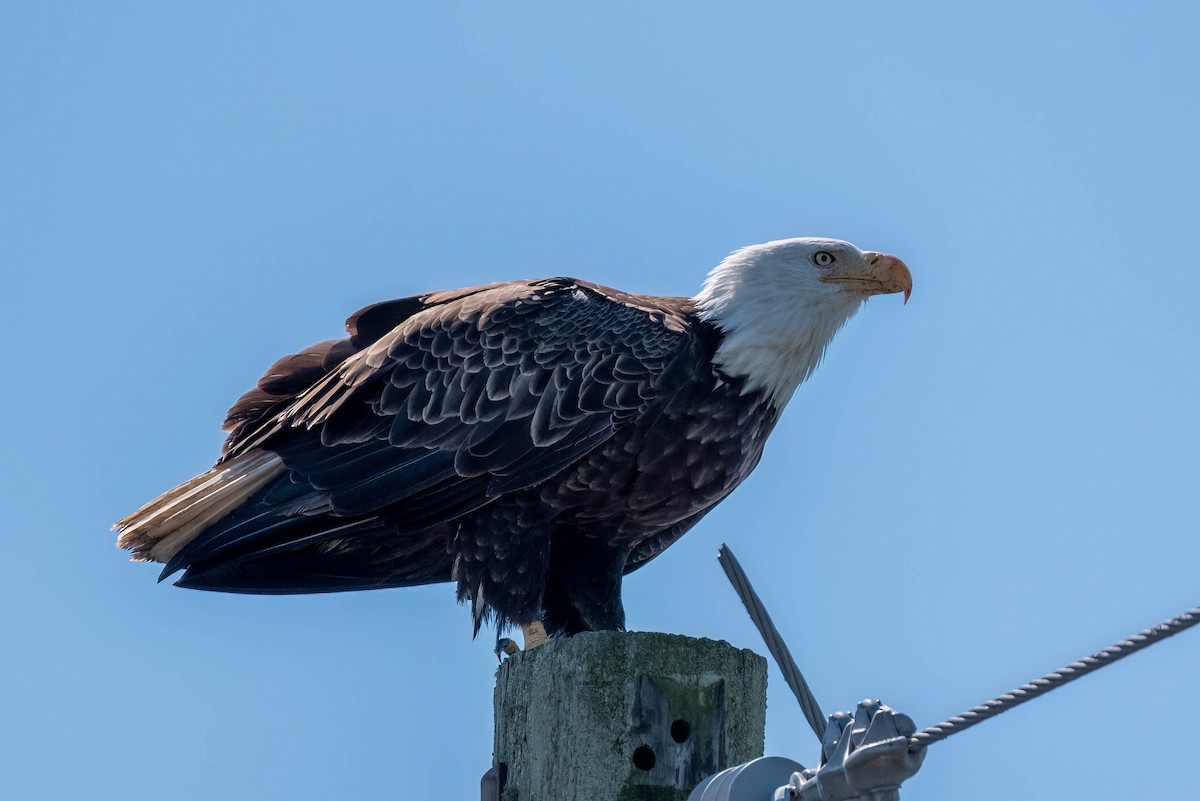 Bald Eagle - ML623609757