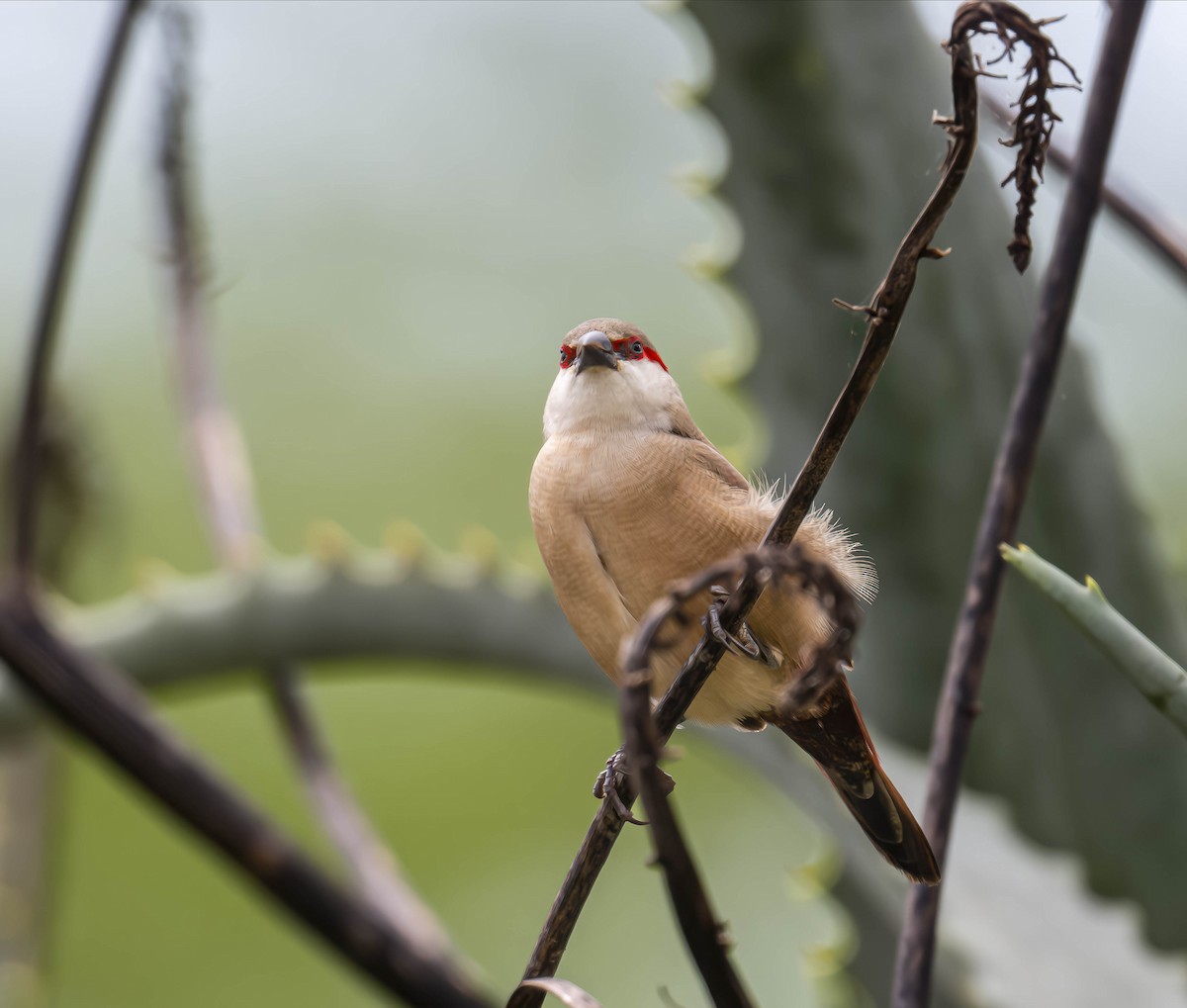 Crimson-rumped Waxbill - ML623609763