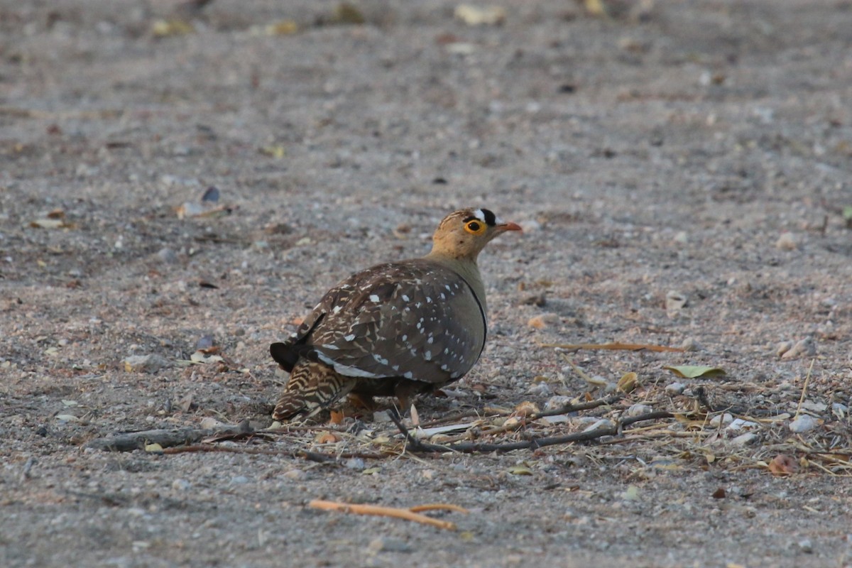 Double-banded Sandgrouse - Bryan Shirley