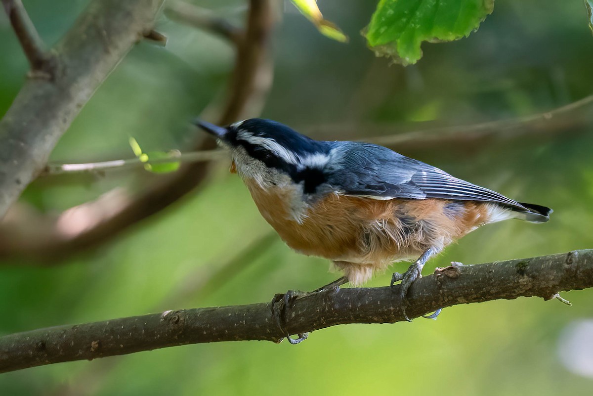 Red-breasted Nuthatch - ML623609774