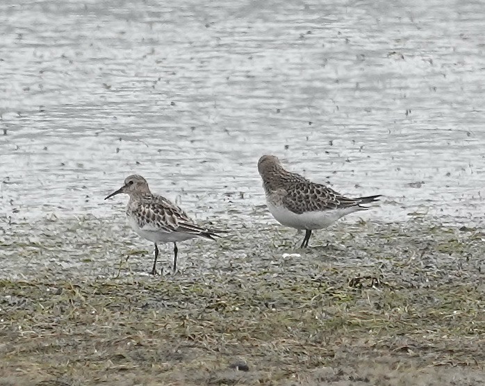 Baird's Sandpiper - ML623609778