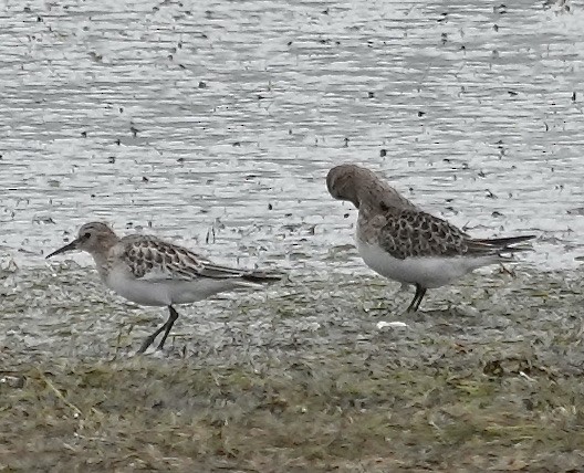 Baird's Sandpiper - ML623609782