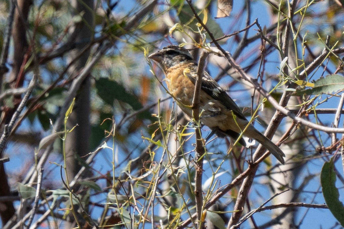 Black-headed Grosbeak - ML623609808