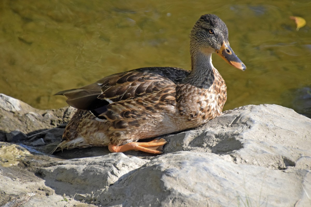 Mallard - ML623609821