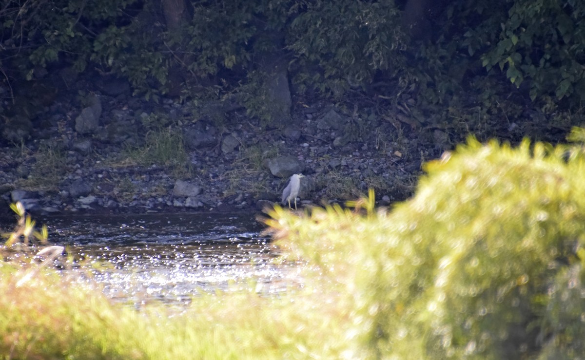 Black-crowned Night Heron - ML623609849