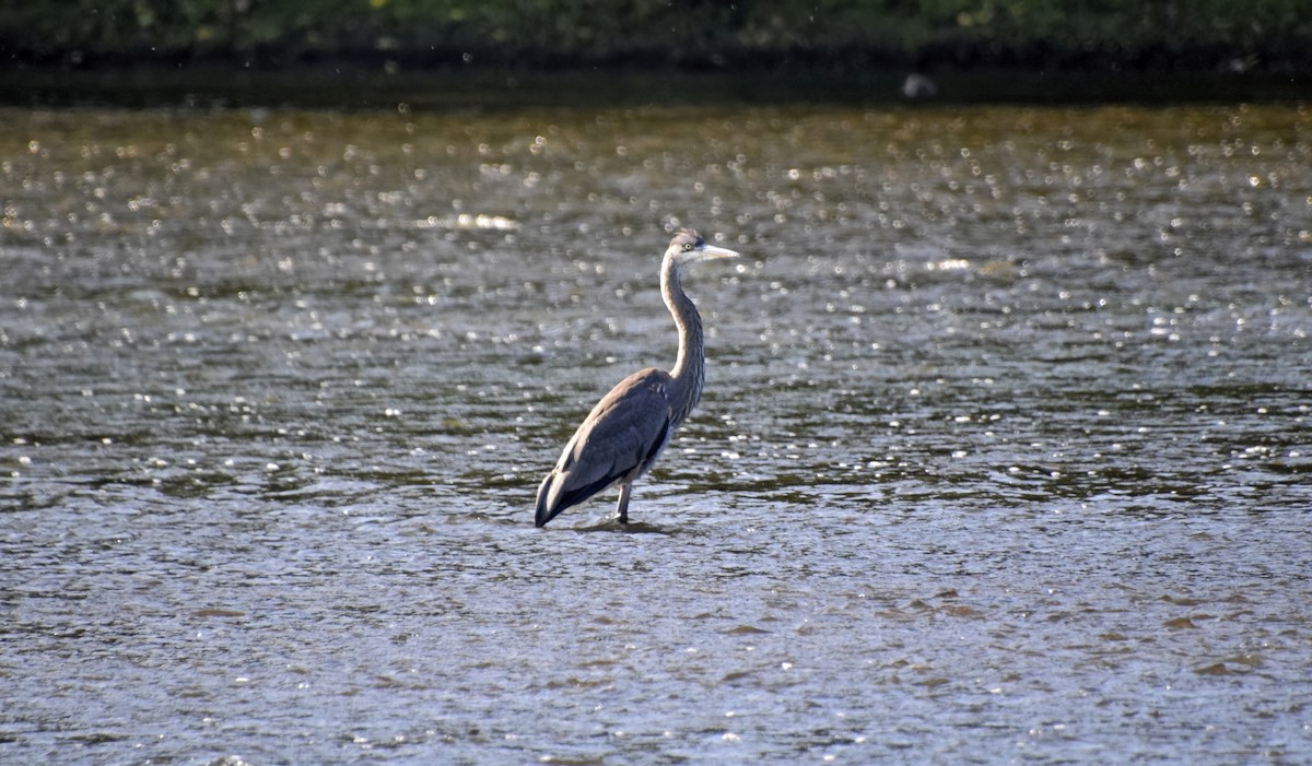 Great Blue Heron - ML623609884