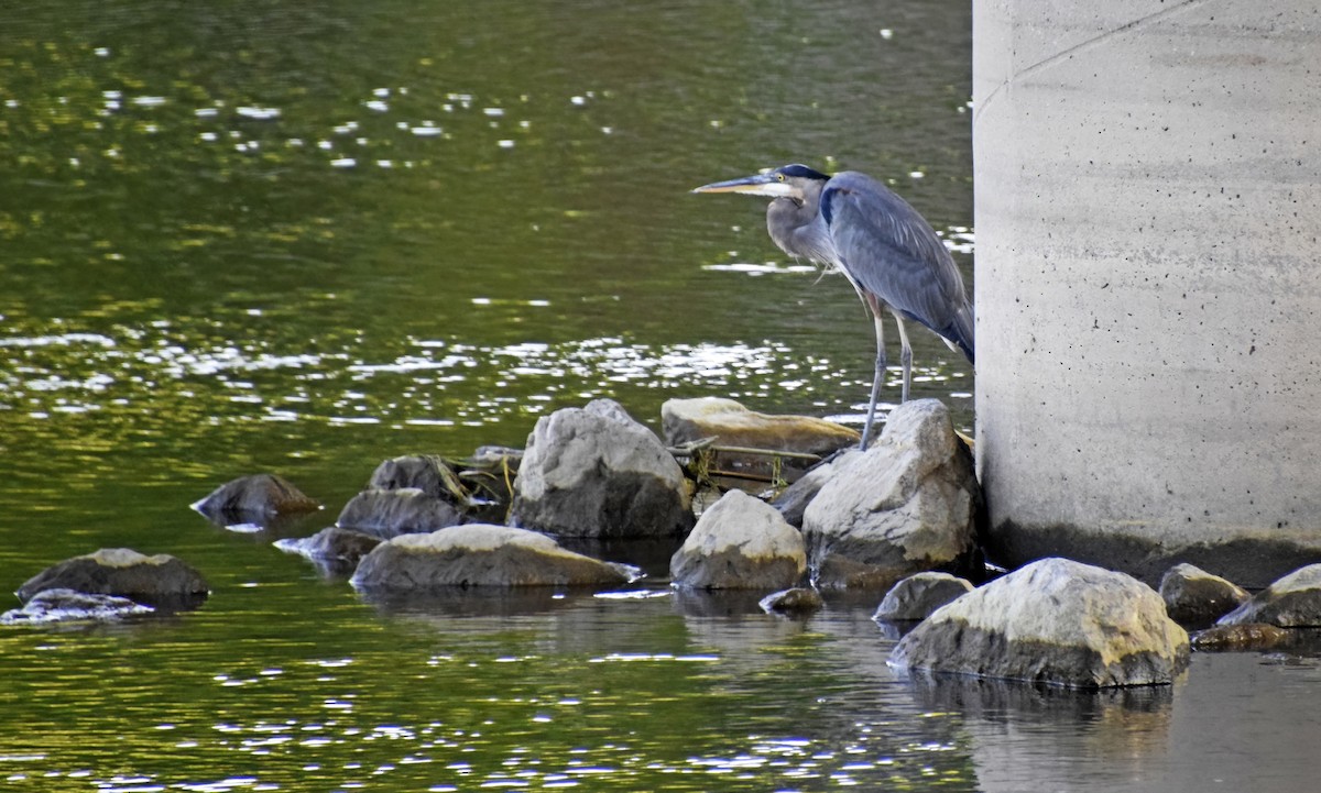 Great Blue Heron - Robert Allie