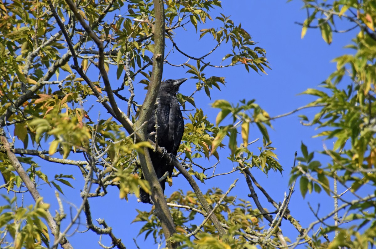 American Crow - ML623609908