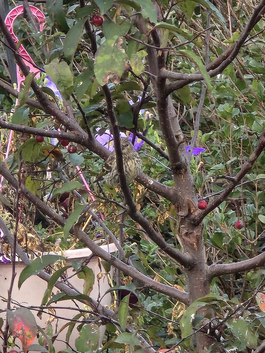 Pine Siskin - ML623609910