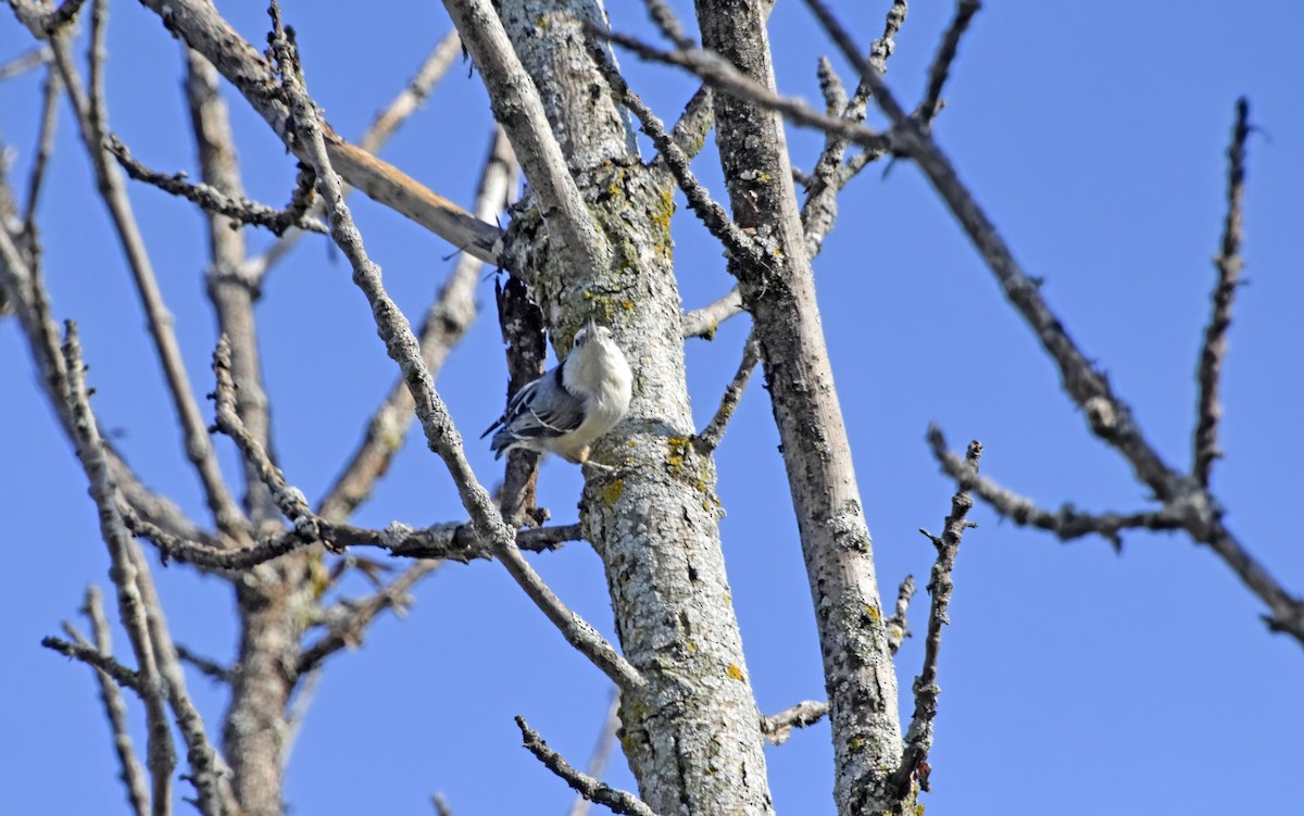 White-breasted Nuthatch - ML623609916