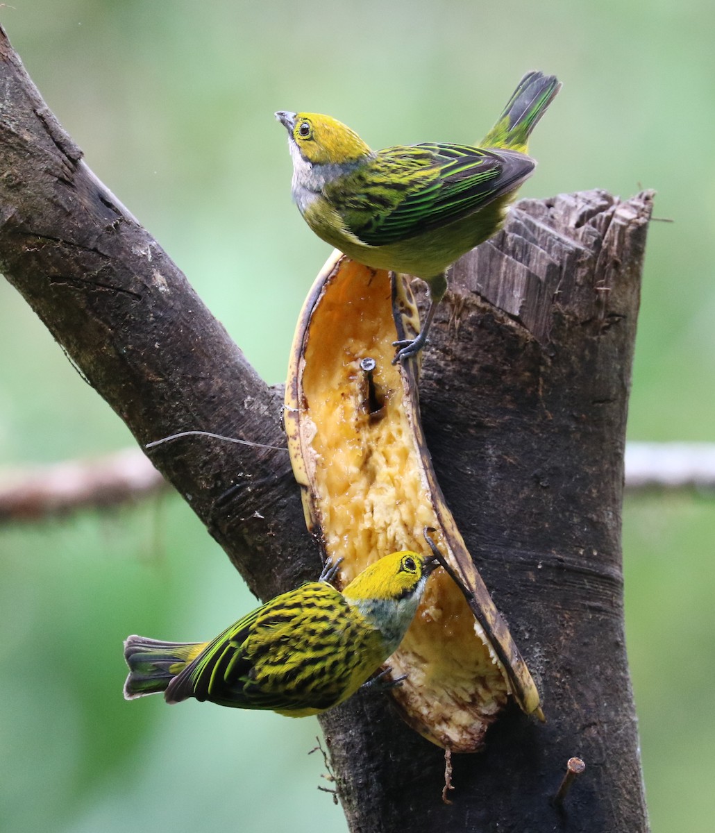 Silver-throated Tanager - Don Coons