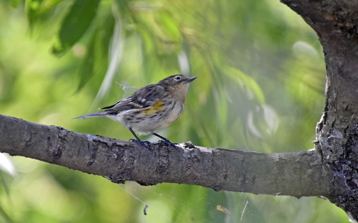 Yellow-rumped Warbler - ML623609924