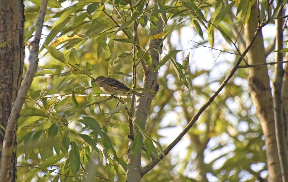 Yellow-rumped Warbler - ML623609925