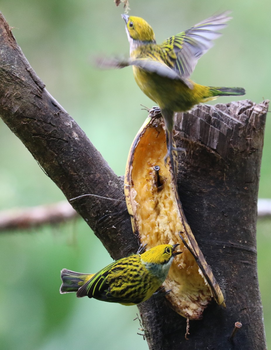 Silver-throated Tanager - ML623609927