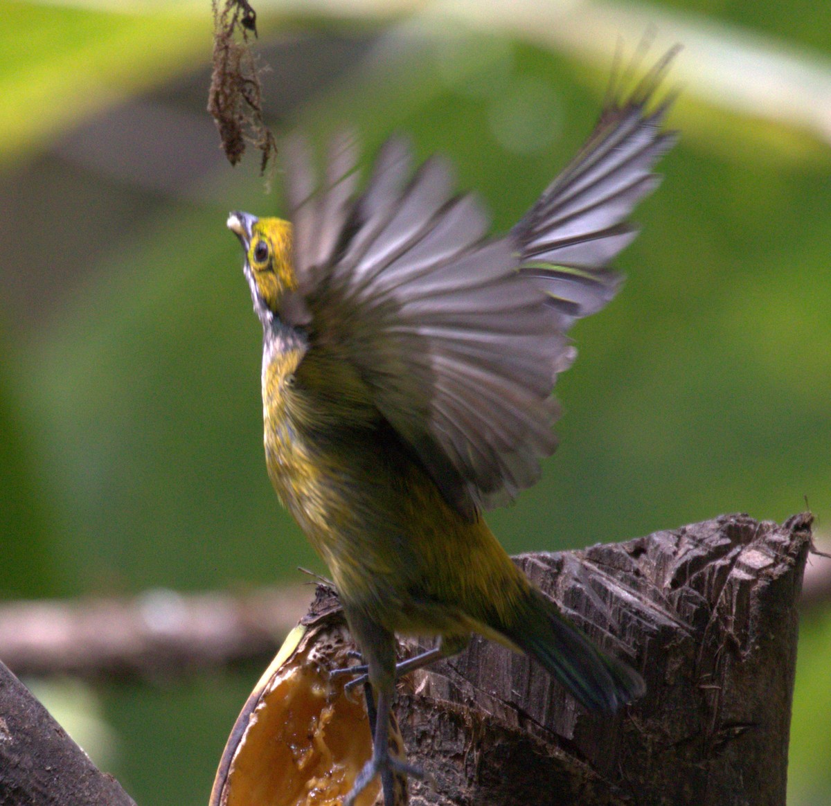 Silver-throated Tanager - ML623609937