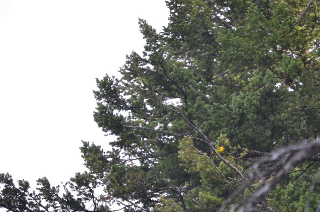 Western Tanager - ML623609962