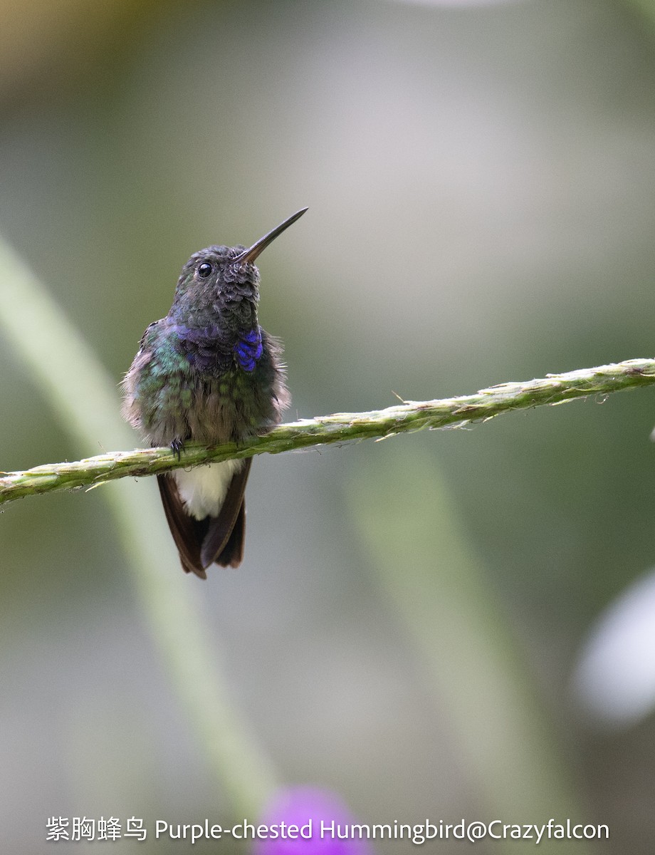 Purple-chested Hummingbird - ML623610098