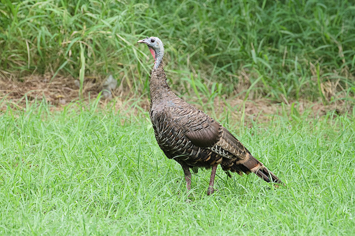 Wild Turkey - ML623610114