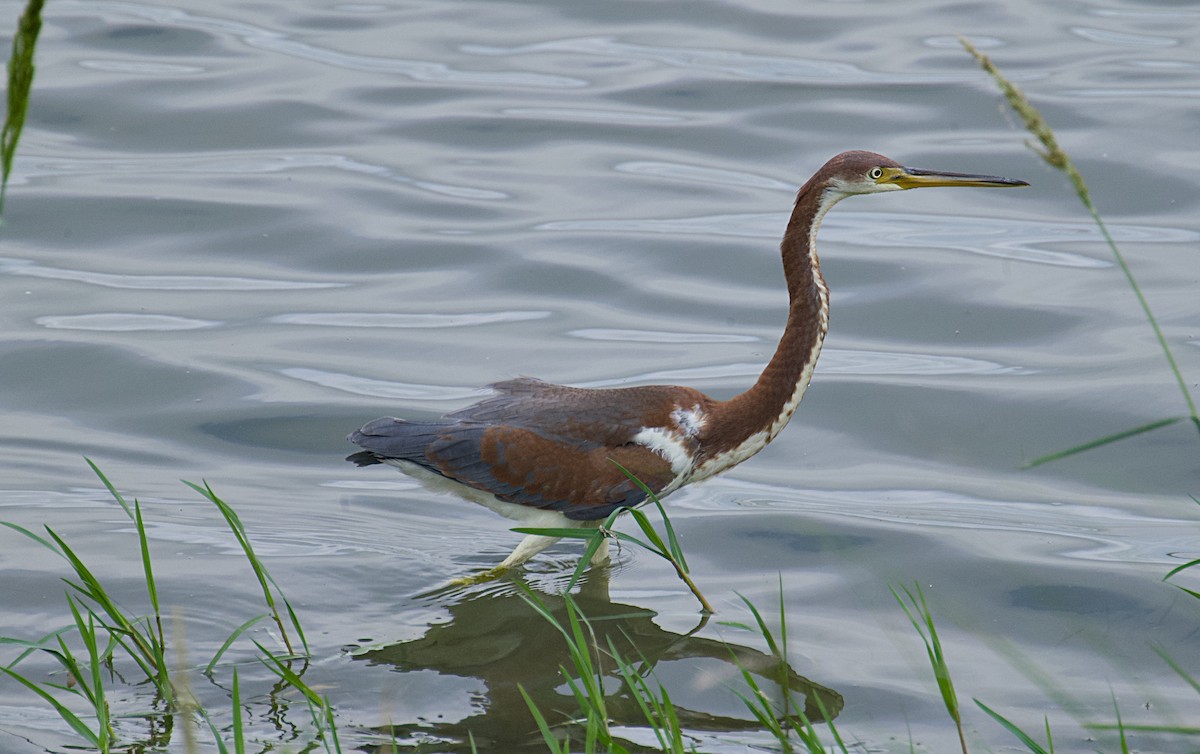 Tricolored Heron - ML623610148