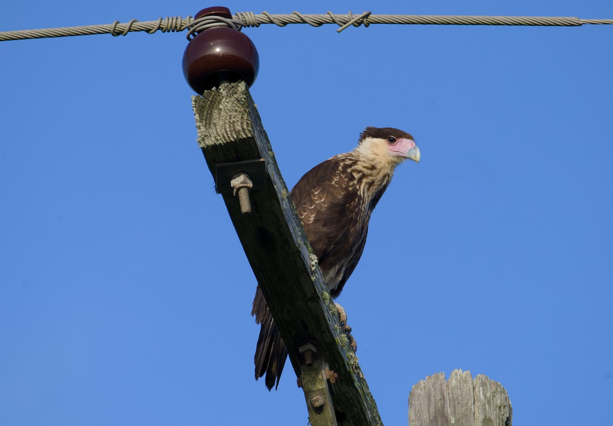 Crested Caracara - ML623610161