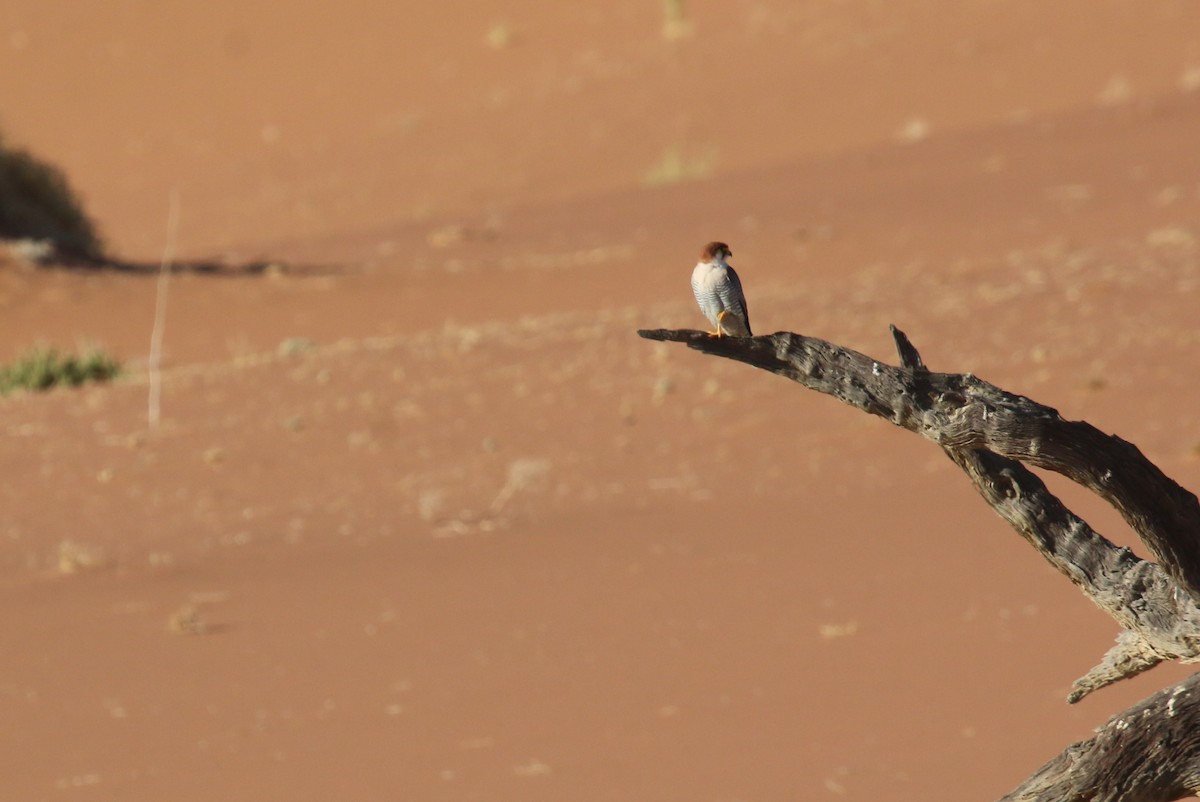 Red-necked Falcon - ML623610183