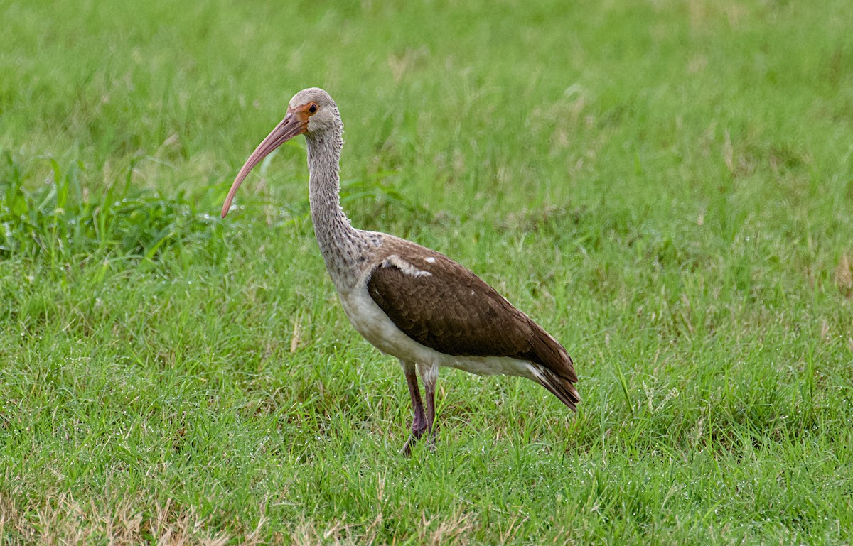 White Ibis - ML623610185