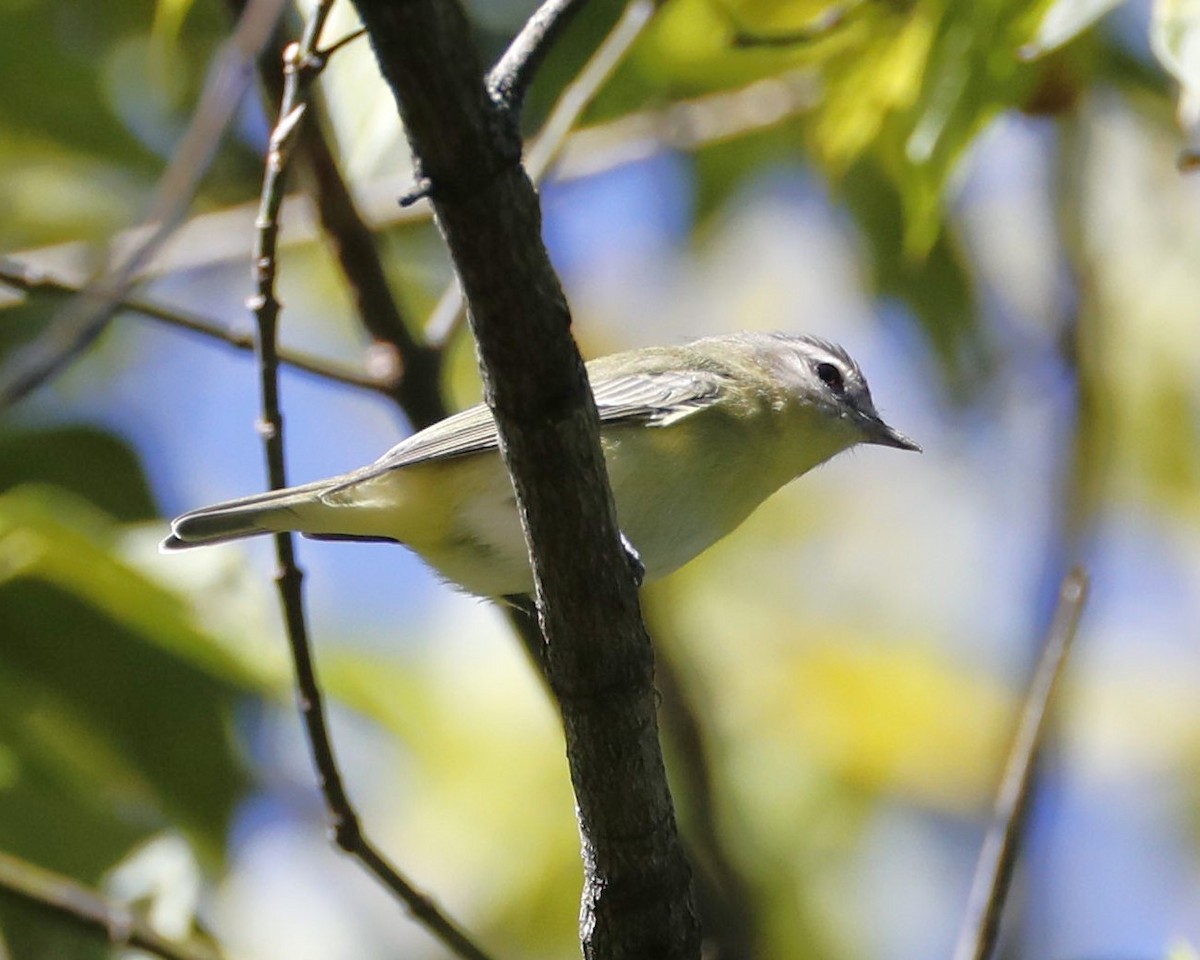 Philadelphia Vireo - ML623610199